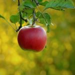 Apple, paradise fruit, health — Best Low-Cost Dental Insurance Plans for 2026 That Actually Work